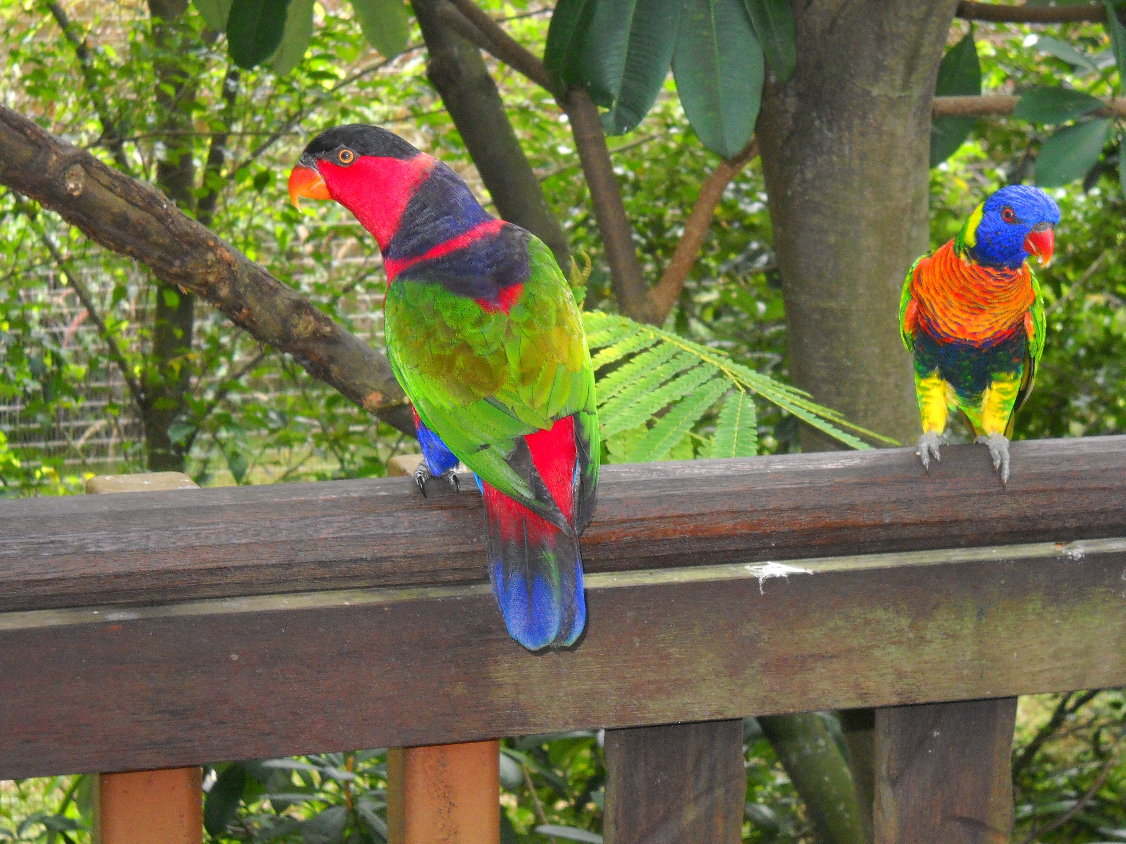 2010 - Singapur - Singapore Bird Park Frauenlori und Loriini